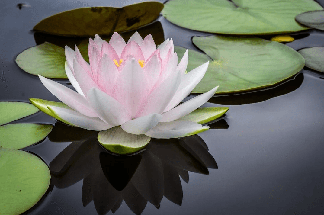 Medical conditions treated at Acupuncture Xperts in Boca Raton