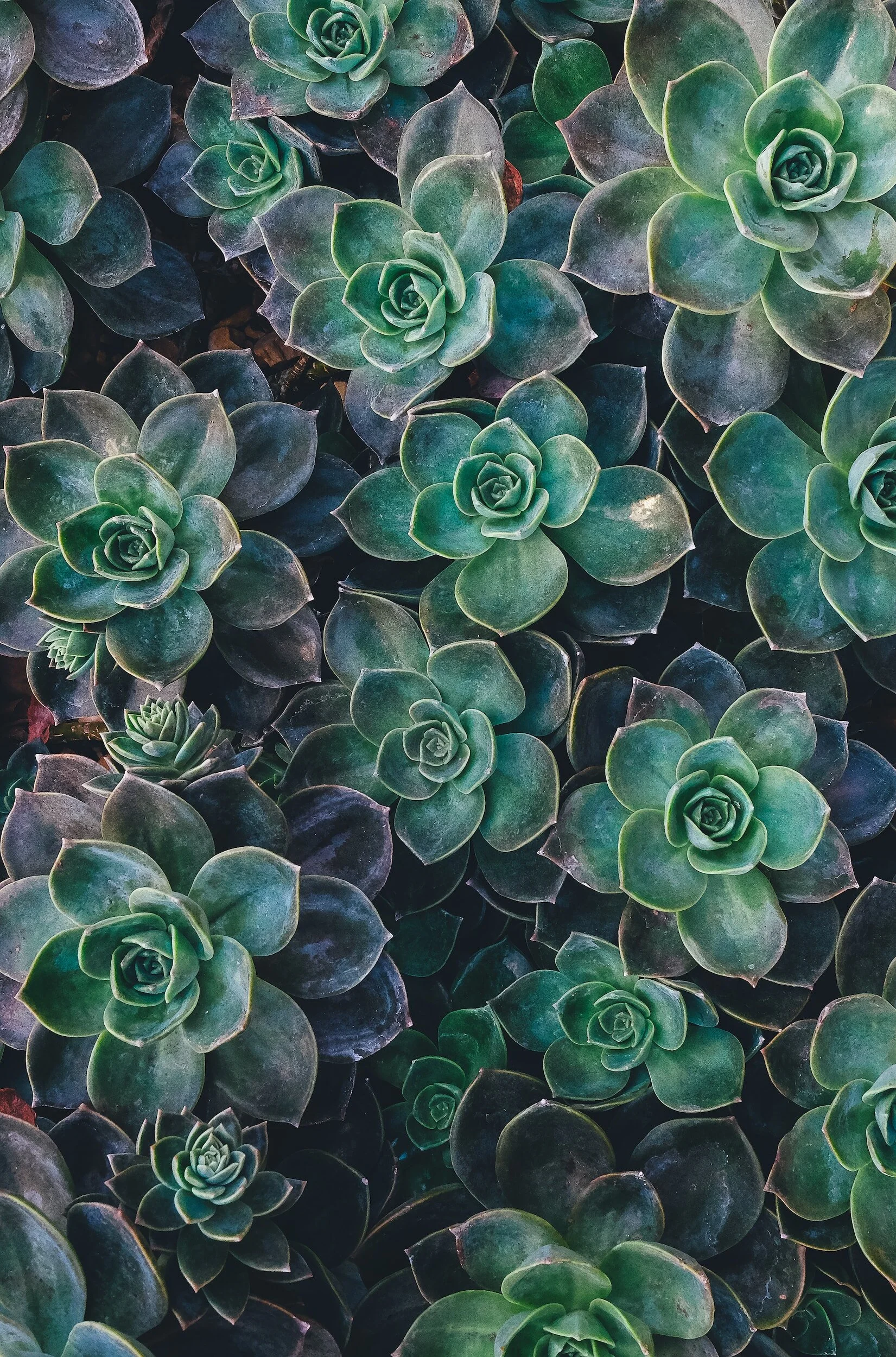Image asset